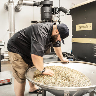 Kaffeeröster kontrolliert grüne Kaffeebohnen vor dem Rösten