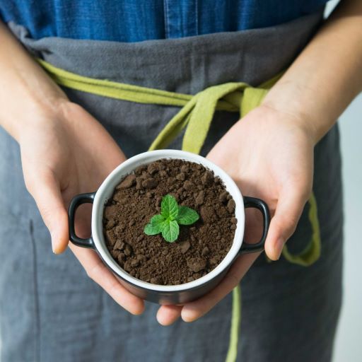 Hände halten eine Kaffeetasse mit Erde und grüner Pflanze