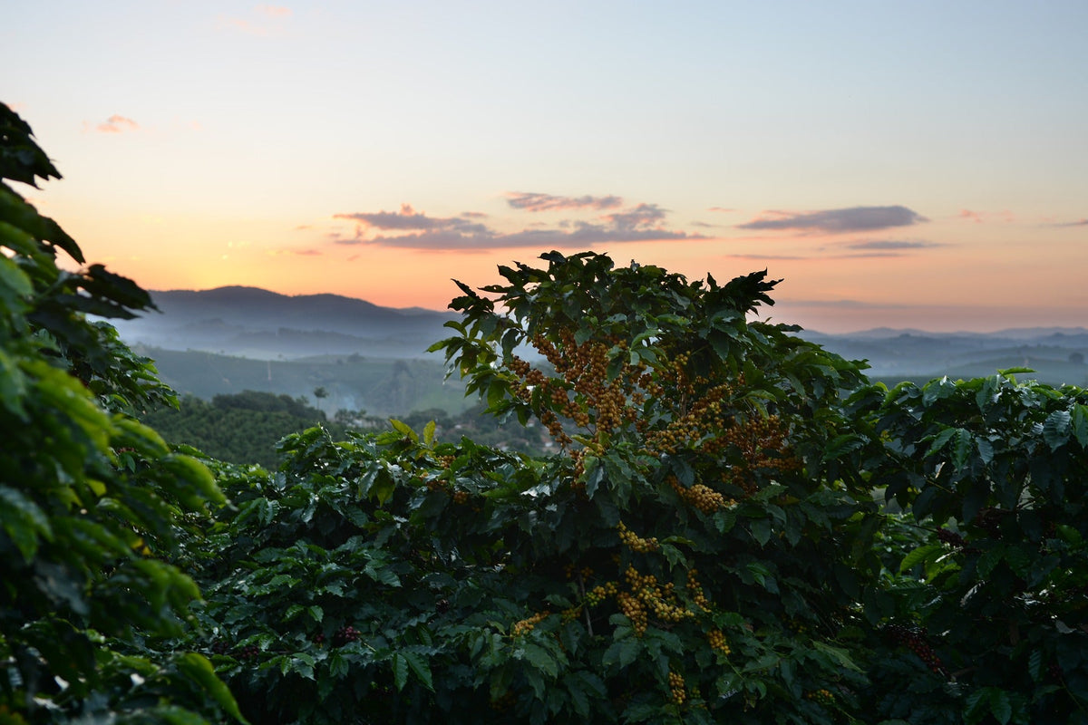 Kaffeeplantage in einer Berglandschaft bei Sonnenaufgang